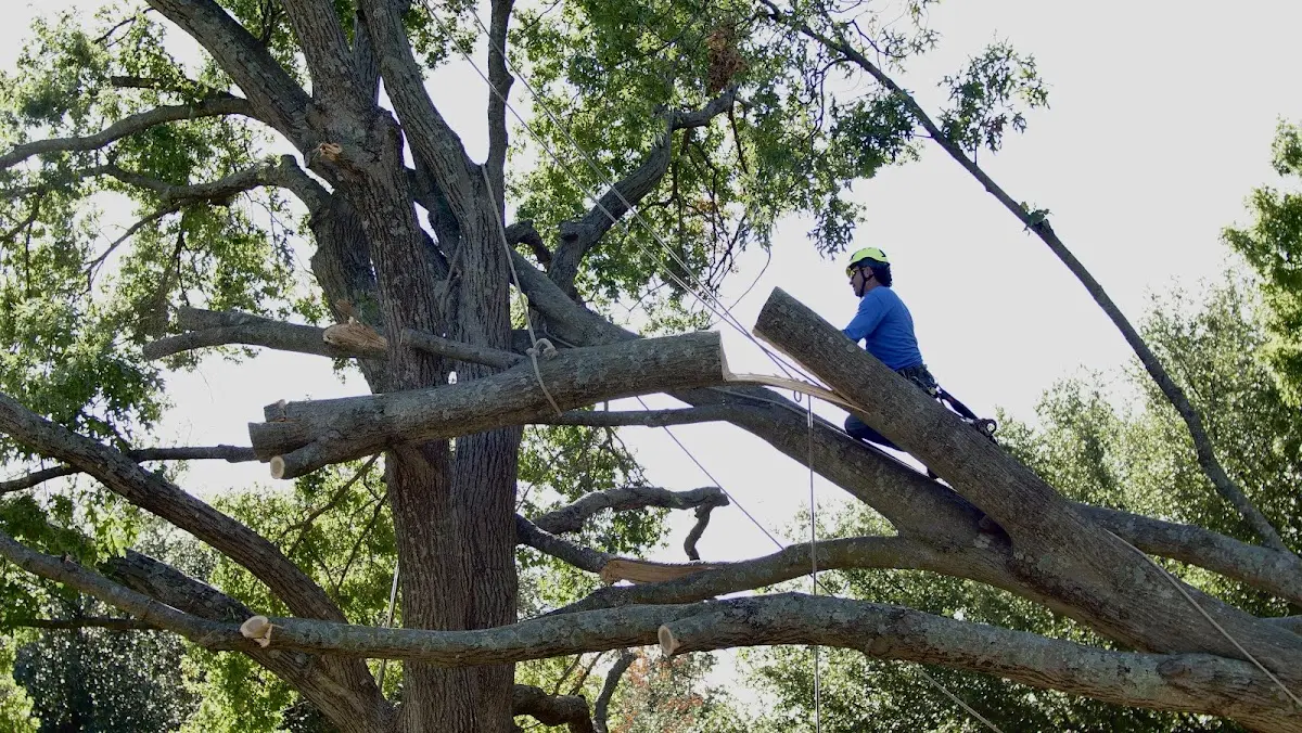 Professional Crown Thinning performed by certified arborists in Clarkdale