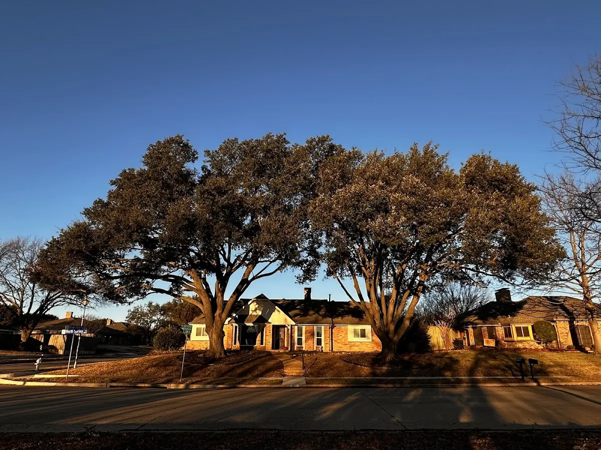 Established residential canopy tree shading a home in Clarkdale